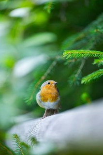 European robin (Erithacus rubecula) sitting on a wood, Bavaria, Germany