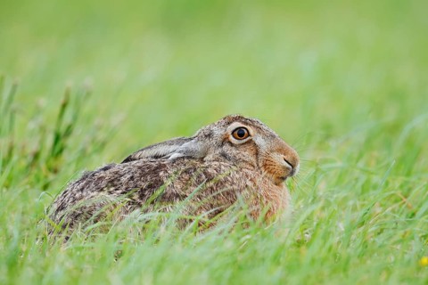 European hare (Lepus europaeus) sitting in a meadow, North Rhine-Westphalia, Germany