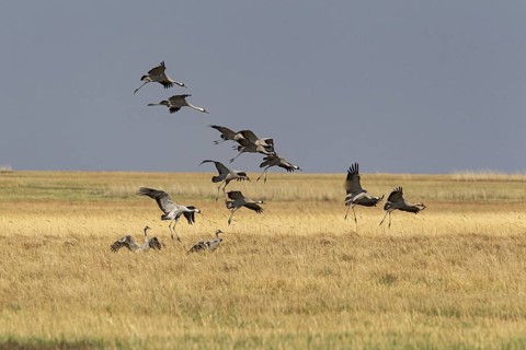 Common Crane (Grus grus grus) group flying, Dornod Aimag, Mongolia