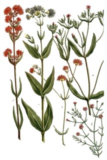 Botany, plants, a. lychnis sylvestris angustifolia, b. lychnis minima muralis, c. lychnis pratensis
