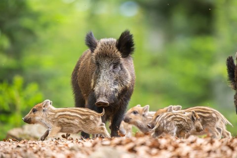 Wild boar (Sus scrofa) mother with her piglets (Squeaker) in a forest, Bavaria, Germany