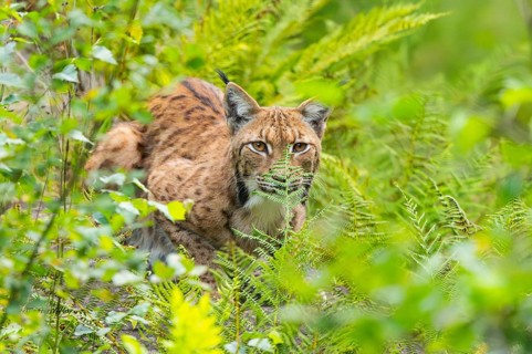 Eurasian lynx (Lynx lynx) in the middle of bushes in summer, Bavaria, Germany
