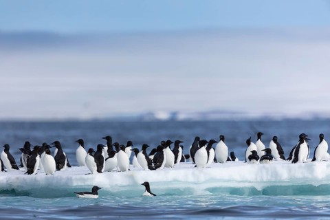 Thick-billed guillemot (Uria lomvia) on an ice floe, sea, water, alcids (Alcidae), Alkefjellet,