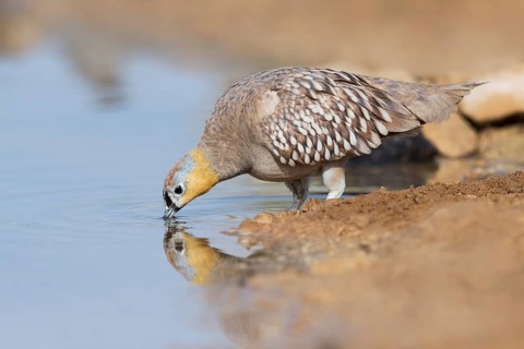 Crowned Sandgrouse (Pterocles coronatus) male drinking, Negev, Israel