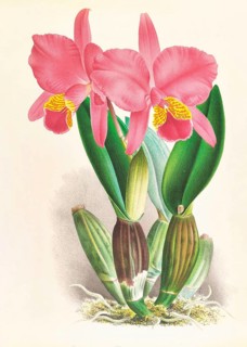 Orchid, Cattleya percivaliana var reichenbachi, authentic reproduction of an illustration by Jean