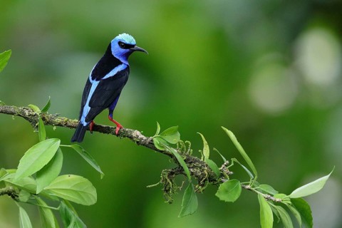 Red-legged Honeycreeper (Cyanerpes cyaneus) perched on a branch in Costa Rica
