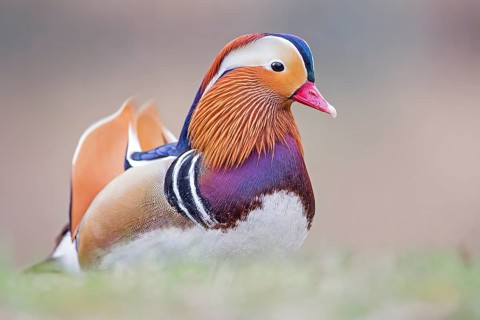 Mandarin Duck (Aix galericulata) male, Saxony-Anhalt, Germany