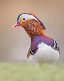 Mandarin Duck (Aix galericulata) male, Saxony-Anhalt, Germany