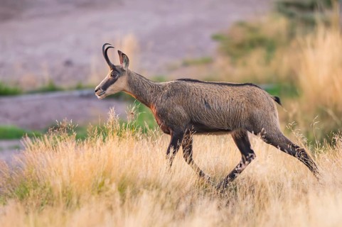 Chamois (Rupicapra rupicapra) on a meadow in the Vosges Mountains, wildlife, France
