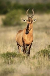 Red hartebeest (Alcelaphus buselaphus caama), Kaama, adult, alert, foraging, Mountain Zebra