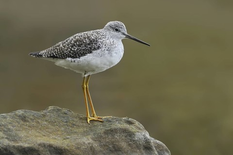 Greater Yellowlegs (Tringa melanoleuca), British Columbia, Canada