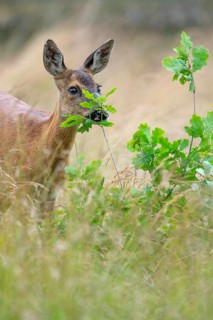 Female roe deer (Capreolus capreolus) in a meadow, grazing on a leaf, feeding, browsing, Vechta,
