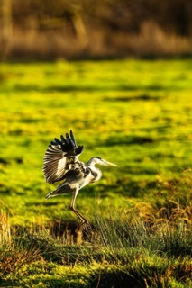 Grey Heron, Ardea cinerea, bird in winter on marshes in winter soft morning light