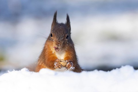 Red squirrel (Sciurus vulgaris) adult animal feeding on a nut in snow in winter, England, United