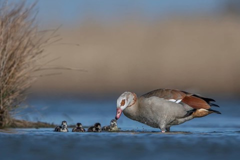 Egyptian Goose (Alopochen aegyptiaca) with chicks, Schleswig-Holstein, Germany
