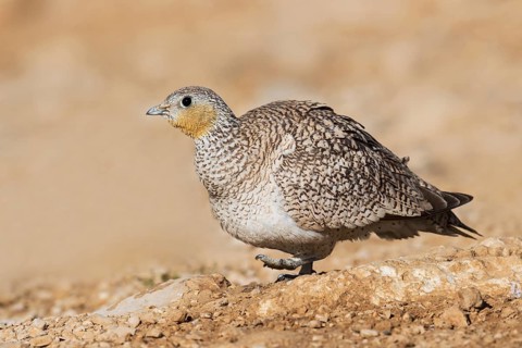 Crowned Sandgrouse (Pterocles coronatus) female, Negev, Israel