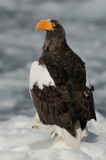 Steller's Sea Eagle (Haliaeetus pelagicus), Hokkaido, Japan