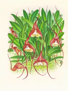 Orchid, Masdevallia bella, authentic reproduction of an illustration by Jean Jules Linden (1817 -