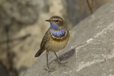 Bluethroat (Luscinia svecica svecica) male, Turkey