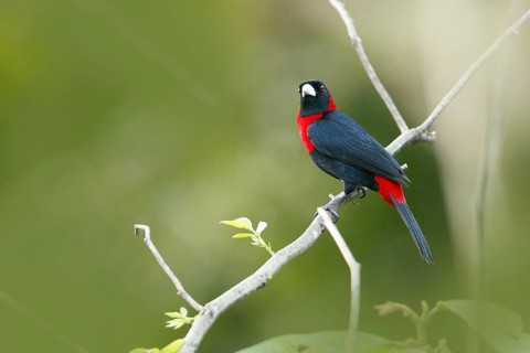Crimson-collared Tanager (Ramphocelus sanguinolentus) perched on a branch, Costa Rica