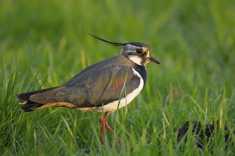 Kiebitz (Vanellus vanellus), Lapwing, im Prachtkleid, morgens, Morgentau auf der Wiese, April, NSG