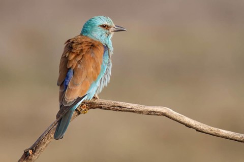 European Roller (Coracias garrulus), perched on a branch, Castile-La Mancha