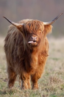 Highland cattle or cow (Bos taurus taurus) adult farm animal sticking its tongue out in a grass