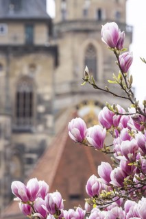 Magnolia blossom in Stuttgart. Magnolias (Magnolia) bloom in spring on Schlossplatz in front of the