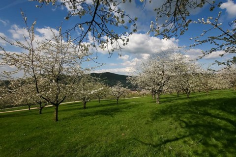 Dettinger Kirschenweg and Kirschenheimat, cherry growing tradition in the Erms Valley, cherry tree