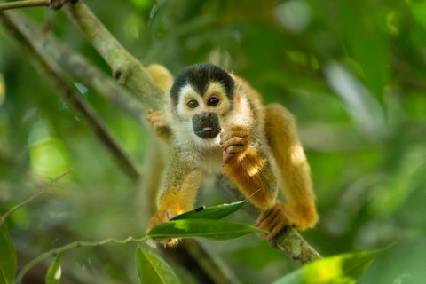 Squirrel monkey with baby on back holding and eating cicada on branch while looking at camera in