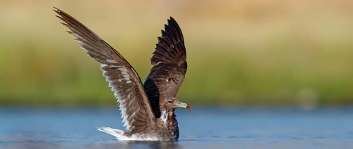 Hemprich's Gull, (Ichthyaetus hemprichii), (Larus hemprichii), Fish Eagle Gull Salalah, Raysut,