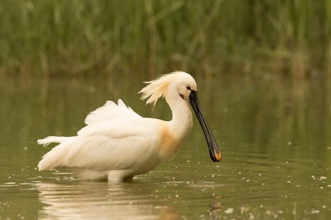 Eurasian Spoonbill (Platalea leucorodia), Serbia