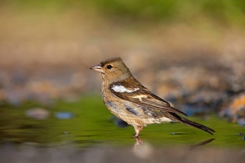 Chaffinch, (Fringilla coelebs), foraging, biotope, Wadi Darbat, Salalah, Greece, Oman