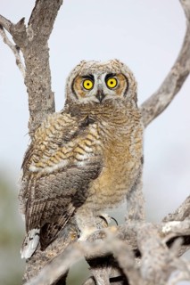 Great Horned Owl Bubo virginianus Tucson, Arizona, United States 1 June Immature Strigidae