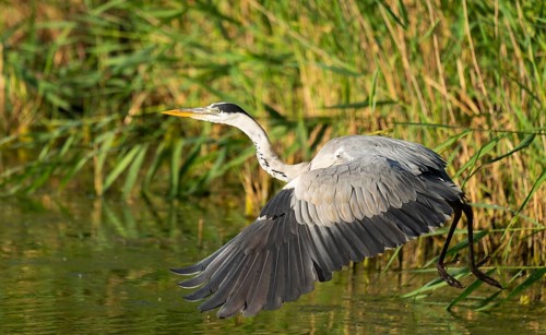 Grey heron (Ardea cinerea) flying over a lake, Lower Saxony, Germany