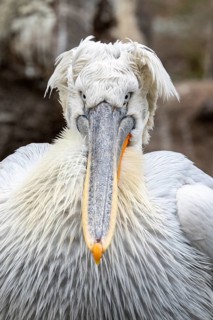 Dalmatian pelican (Pelecanus crispus), portrait, captive, Schönbrunn Zoo, Vienna, Austria