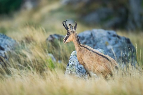 Chamois (Rupicapra rupicapra) on a rock in the Vosges Mountains, wildlife, France