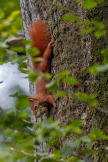 Squirrel (Sciurus vulgaris) collecting moss for its burrow, padding material, winter supplies,