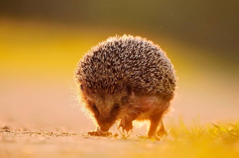 Brown-breasted hedgehog or Western European hedgehog (Erinaceus europaeus), North Rhine-Westphalia,