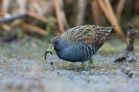 Australian Crake (Porzana fluminea) foraging, Victoria, Australia