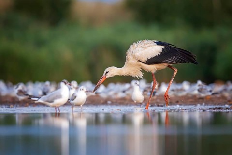 White Stork (Ciconia ciconia) foraging in shallow water, Saxony-Anhalt, Germany