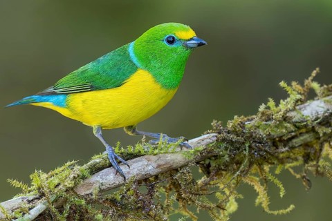 Blue-naped Chlorophonia (Chlorophonia cyanea) perched on a branch in Colombia, South America