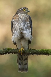 Eurasian Sparrowhawk (Accipiter nisus), Utrecht, Netherlands