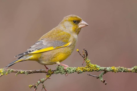 European Greenfinch (Chloris chloris) male perched on a branch, Lower Saxony, Germany