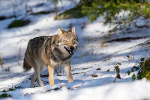 European gray wolf (Canis lupus lupus) walking in a forest in winter, snow, Bavaria, Germany