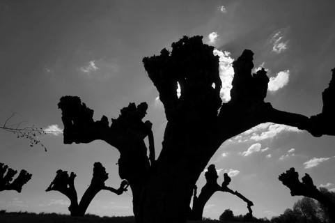 Silhouettes of trimmed Tilia × europaea linden trees (Tilia × europaea) in Festonallee backlit,