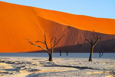 Dead camel thorn trees (Vachellia erioloba), red sand dunes, white salt pan, Dead Vlei, Sossusvlei,