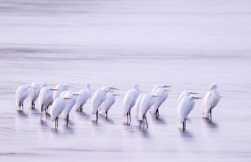 Great White Egret (Ardea alba) many birds are standing in the shallow water zone of a lake in front