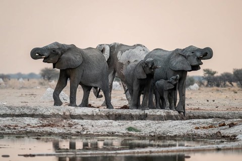 Animal family with baby elephant, African elephants (Loxodonta africana), drinking at the