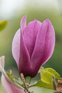 Magnolia (Magnolia 'Amethyst Flame'), Arboretum calf, Germany